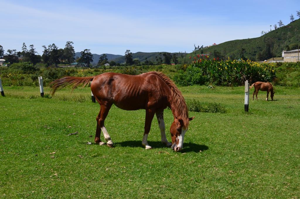 Thuring'S Holiday Bungalow Nuwara Eliya Dış mekan fotoğraf